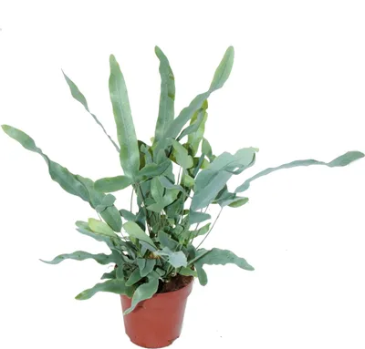 Obrázok produktu pre Zlatá škvrnitá papra? "Blue Star", Phlebodium aureum, 12cm