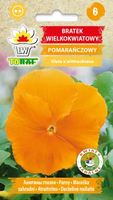 Zdjęcie produktu dla Bratek wielkokwiatowy pomarańczowy NAsiona kwiatów 458 Toraf