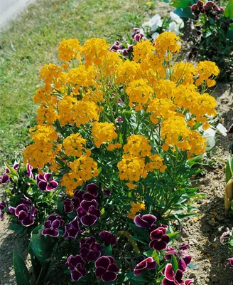 Produktbild von Erysimum x allionii, Goldlack, orange, ca. 9x9 cm Topf