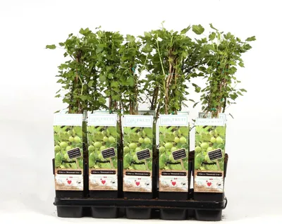 Produktbild von Stachelbeere Hinnonmäki grün 60-70 cm Ribes uva-crispa Hinnonmäki grön