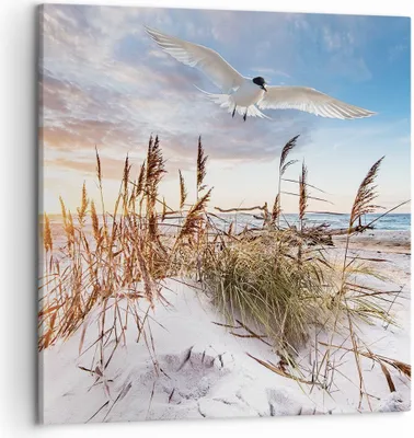 Produktbild von Bild auf Leinwand - Leinwandbild - Einteilig - Möwe Meer Küste - 50x50cm - Wand Bild - Wanddeko - Wandbilder - Leinwanddruck - Bilder - Wanddekoration - Leinwand bilder - Wandbild - AC50x50-4902