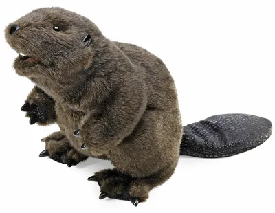 Produktbild von Folkmanis Beaver, Handpuppe, Tier, 1 Stück(e)
