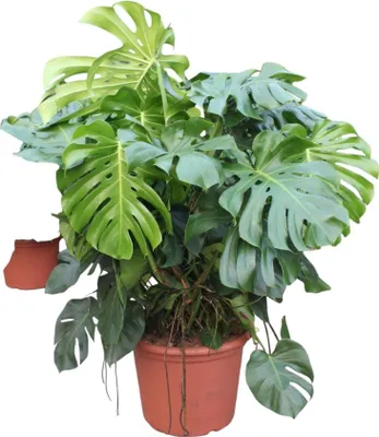 Obrázok produktu pre Okenný list - Monstera Deliciosa - izbová rastlina - 130cm - ø55cm