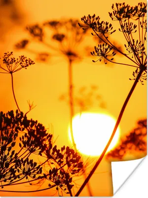 Produktbild von MuchoWow® Poster Pflanzen - Blumen - Sonnenuntergang - Orange 90x120 cm - Wohnzimmer