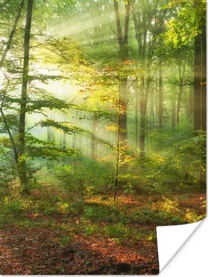 Produktbild von MuchoWow® Poster Sonne - Wald - Bäume - Natur - Herbst 120x160 cm - Wandbilder
