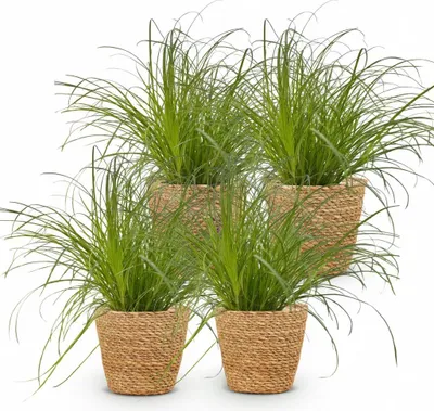 Zdjęcie produktu dla Cyperus Alternifolius Zumula - trawa dla kotów - zestaw 4 roslin doniczkowych w