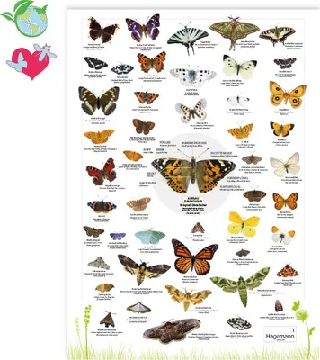 Produktbild von TimeTEX Naturposter A2 "Schmetterlinge"