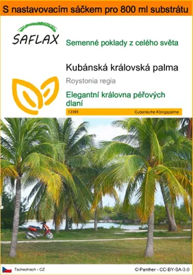 Obrázek produktu pro SAFLAX Garden in the bag - Kubánská královská palma - Roystonia regia - 8 Semena - S pěstebním substrátem v praktickém samovztyčovacím sáčku
