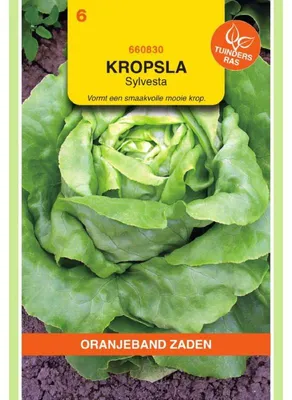 Obrázok produktu pre Oranjeband, hlávkový šalát Sylvesta, odroda odolná voči chorobám – 1 balenie semien