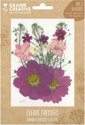 Produktbild von 14 gepresste Blumen - parmafarbene Wiese