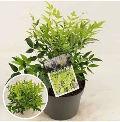 Image de Nandina dom. 'Magical Lemon And Lime'® - Bambou céleste 25- 30 cm - conteneur