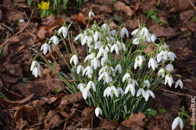 Image de Galanthus nivalis (Multi-bulbe) / Perce-neige naturalisable