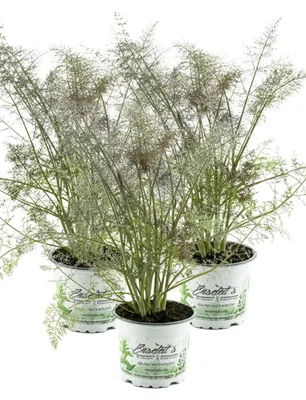 Produktbild von Enseleits Bronzefenchel Pflanze, 3er Set, Foeniculum vulgare 'Rubrum', frischer Fenchel,3 Pflanzen Bronzefenchel