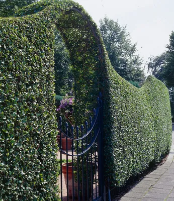 Produktbild von BALDUR Garten 20x Schwarzgrüner Liguster 'Atrovirens', Pflanzen wurzelnackt, Ligustrum vulgare Atrovirens, Heckenpflanze, winterhart, im milden Wintern wintergrün, trockenresistent, blühend