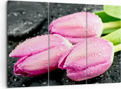 Produktbild von Bild auf Leinwand - Leinwandbild - Tulpen Tau Steine Pflanze - 105x70cm - Wand Bild - Wanddeko - Leinwanddruck - Bilder - Kunstdruck - Wanddekoration - Leinwand bilder - Wandkunst - CE105x70-2485