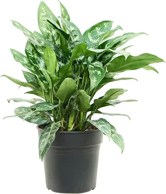 Obrázok produktu pre Nieuwkoop Europe BV Aglaonema Maria, priemer 24 cm