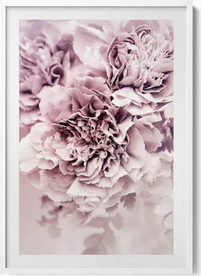 Produktbild von Blassrosa Pfingstrosenblüten– Wandbild mit Rahmen – Gerahmtes Bild  – Wanddekoration – 70x100 cm –  Weiß Rahmen