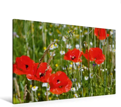 Produktbild von Calvendo Textil-Leinwand 120 cm x 80 cm quer Mohnblumen am Feldrand, Jäger Anette/Thomas; 7288223