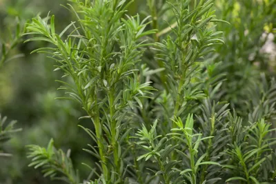 Produktbild von Taxus baccata 'Schwarzgrün', Eibe, dunkelgrün, 30–40 cm