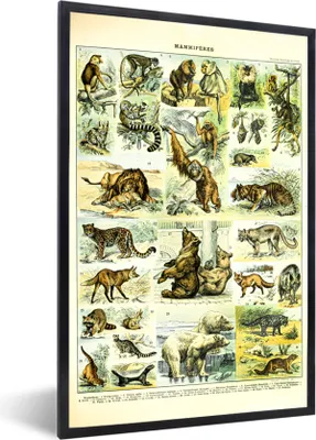 Produktbild von MuchoWow® Gerahmtes Poster Tiere - Affe - Bären 60x90 cm - Poster mit Schwarzem Bilderrahmen Wandposter Rahmen Foto Bilder - Kunst