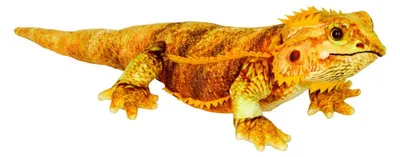 Produktbild von Nature Zoom Wild - Bartagame