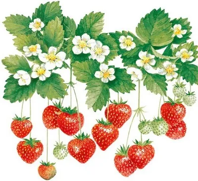 Produktbild von 20 Servietten Summer Fruits - Hängende Erbeeren 33x33cm
