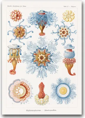 Produktbild von Poster - Canvas - Leinwand - 59,4 cm x 84,1 cm - Fotoposter - Leinwandkunst - Seetier Siphonophorae