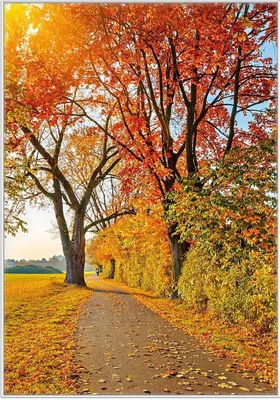 Produktbild von Wallario Wandbild Herbstlicher Waldweg mit buntem Laub, Größe: 70,30 x 100,30 cm, Poster mit weißem Kunststoffrahmen