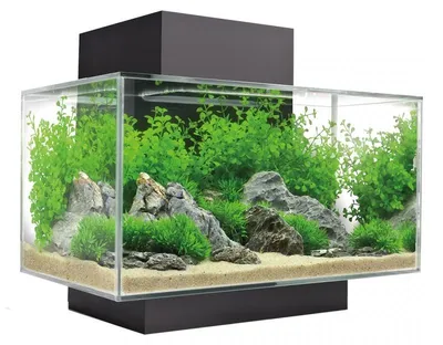 Productafbeelding van Fluval Edge I 2.0| 23L |  43 x 26 x 36,8CM Aquarium Geleverd met houder, filter en verlichting