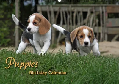 Produktbild von Calvendo Ewiger Geburtstagskalender mit süßen Hundekindern (Monatskalender, 14 Seiten) 978-3-660-45853-4