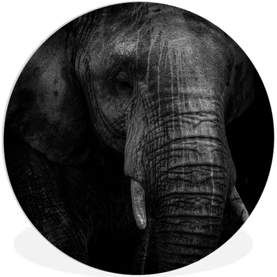 Produktbild von MuchoWow® Rundes Wandbild - Runde Bilder Elefant - Tier - Porträt Ø 60 cm Kreis Wanddekoration Kunststoff - Wandkreis - Wandschmuck - Wand Kreis - Das Schlafzimmer - Die Bilder - Wandmalerei - Kunst für das Haus - das Plastik