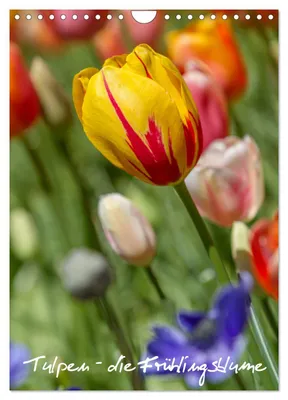 Produktbild von Tulpen - die Frühlingsblume (Wandkalender 2027 DIN A4 hoch), CALVENDO Monatskalender