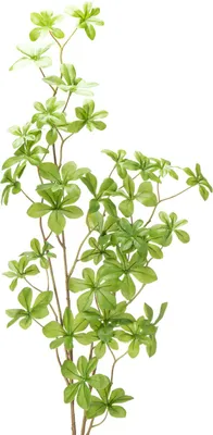 Produktbild von Kunstzweig Schefflera dekorativer Zimmerpflanzenzweig für Wohnräume