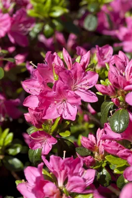 Produktbild von Rhododendron obtusum 'Kermesina', Azalee, karmesinrot, 15–20 cm