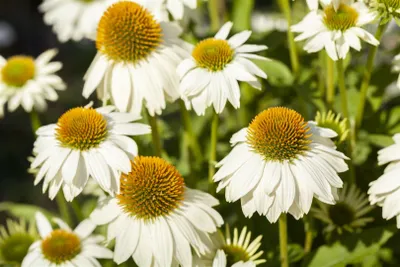 A close-up view of several white coneflowers with yellow centers, set against a blurred green background.