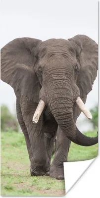 Produktbild von MuchoWow® Poster Entgegenkommender Elefant 60x120 cm - Wandschmuck