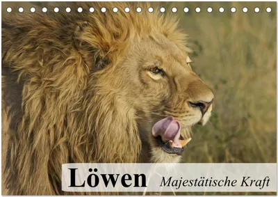 Produktbild von Löwen. Majestätische Kraft (Tischkalender 2026 DIN A5 quer), CALVENDO Monatskalender