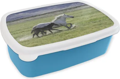 Produktbild von KitchenYeah® Lunchbox Brotzeit Brotdose 17x11 cm Pferde - Fohlen - Braun Kinder Brotzeitdose - Lunch - Kunststoff  - Brotbüchse - Sandwichbox - Lunchbox für Kinder