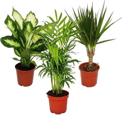 Produktbild von Zimmerpflanzen-Mix II 3er Set, 1x Dieffenbachia, 1x Chamaedorea (Bergpalme) 1x Dracena marginata (Drachenbaum), 10-12cm Topf