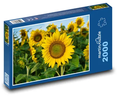 Produktbild von martinpuzzle - Puzzle 2000 Teile - Sonnenblumen