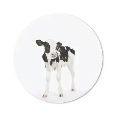 Produktbild von MuchoWow® Mauspad Mousepad Kuh - Kalb - Weiß - Tiere 40x40 cm - Mousepads - Maus Mat - Pad - Mausunterlage - Schreibtisch Accessoires