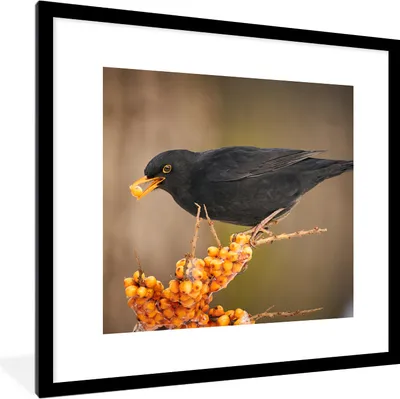 Produktbild von MuchoWow® Gerahmtes Poster Vogel - Amsel - Winter - Eis - Beere 40x40 cm - Poster mit Schwarzem Bilderrahmen Wandposter Rahmen Foto Bilder - Poster - Plakat im Rahmen