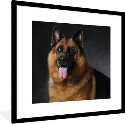 Produktbild von MuchoWow® Gerahmtes Poster Porträt eines Deutschen Schäferhundes mit schwarzem Hintergrund 40x40 cm - Poster mit Schwarzem Bilderrahmen Wandposter Rahmen Foto Bilder - Poster - Plakat im Rahmen
