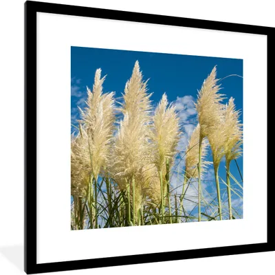 Produktbild von MuchoWow® Gerahmtes Poster Pampasgras - Pflanze - Natur 40x40 cm - Poster mit Schwarzem Bilderrahmen Wandposter Rahmen Foto Bilder - Poster - Plakat im Rahmen