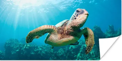Produktbild von MuchoWow® Poster Schwimmende Schildkröte Fotodruck 120x60 cm - Bild