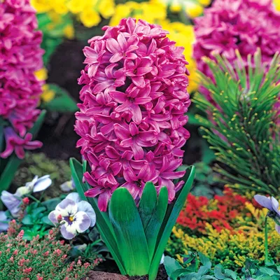 Produktbild von Hyazinthe Blumenzwiebeln Zwiebeln Blumen Hyacinthus Miss Saigon 16/18 3 St.