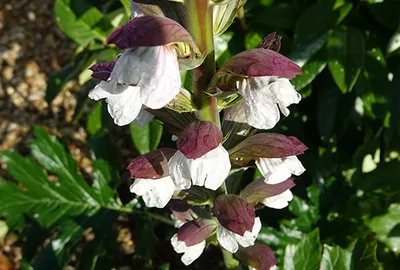 Zdjęcie produktu dla 6 x Acanthus hung. 'White Lips' - Berenklau im topf 9 x 9 cm