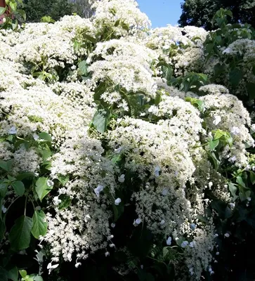 Produktbild von Kletterhortensie Kletterpflanze
