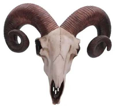 Wandplakette Rammenschädel 32,5 cm Elfenbein Harz