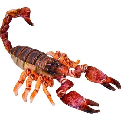 Produktbild von Nature Zoom - Skorpion